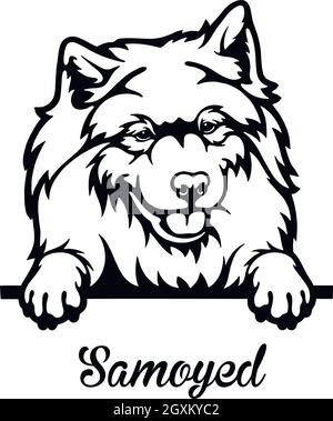 Samoyed Peeking Dog - Kopf isoliert auf weißem - Vektorstock Stock Vektor