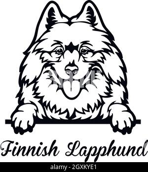 Finnischer Lapphund Peeking Dog - Kopf isoliert auf weißem - Vektorstock Stock Vektor
