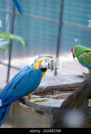 Zwei Ara Papageien Vögel Stockfoto