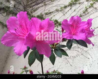 Rosa Blume einer Azalee Stockfoto