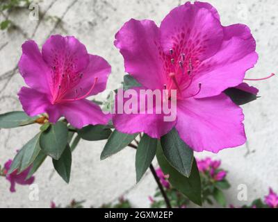 Rosa Blume einer Azalee Stockfoto