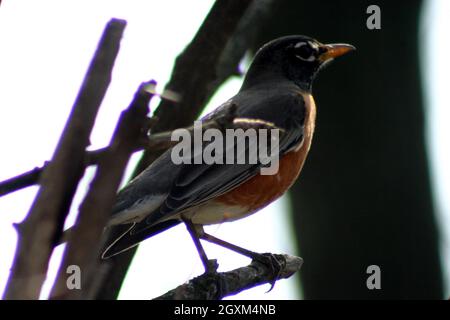Profil eines kleinen Vogels mit orangefarbenem Schnabel und stolzer orangefarbener Brust auf einem Stock Stockfoto