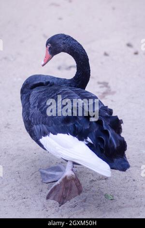 Schwarzer Schwan, Cygnusatratus auf einem Bein stehend. Nahaufnahme Porträt Stockfoto