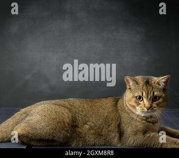 Eine Erwachsene graue Katze der britischen Chinchilla-Geraden liegt auf einem schwarzen Hintergrund, Kopierraum Stockfoto
