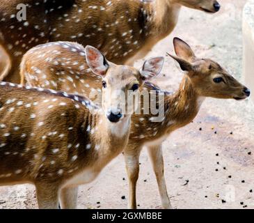 Kopfaufnahme von zwei Hirschen in den Zoologischen Gärten Stockfoto