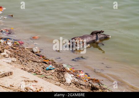 Verfallendes totes Schwein im Fluss Ganges in Varanasi, Indien Stockfoto