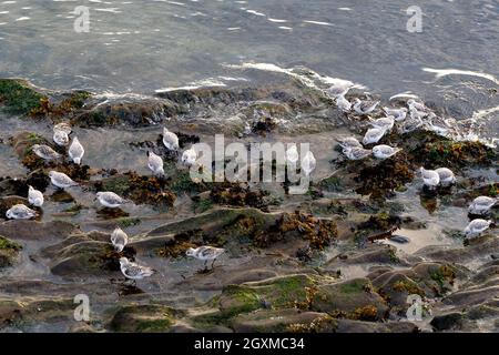 Sanderlinge (Calidris alba) füttern in der Nähe von Alki Beach in West Seattle, Washington. Sie suchen im Sand nach Essensbissen. Stockfoto
