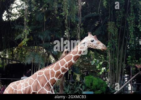 Giraffen im Zoo, Kopfschuss, Nahaufnahme in Zoologischen Gärten Stockfoto