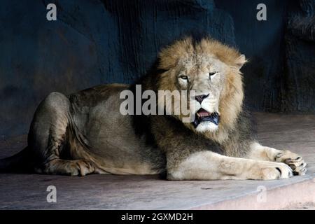 König des Dschungels, Löwe brüllt in den Zoologischen Gärten Stockfoto