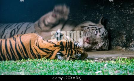 Zwei große Katzen, das sibirische Tiger-Paar liegt auf dem Gras-/Zementboden in den Zoologischen Gärten Stockfoto