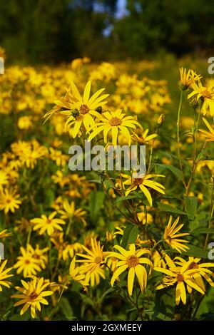 Großes Feld voller gelber Blüten, eins aus nächster Nähe Stockfoto