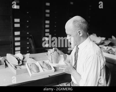 Prof. Chas. W. Gilmore, Dinosaurier Egg Casts Stockfoto