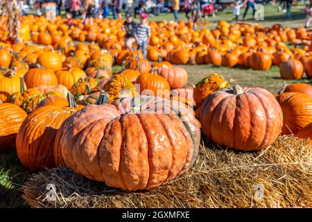 Familien suchen beim Herbsterntefestival im Oktober in Green Bluff, einem Vorort von Spokane, Washington, USA, nach Kürbissen. Stockfoto