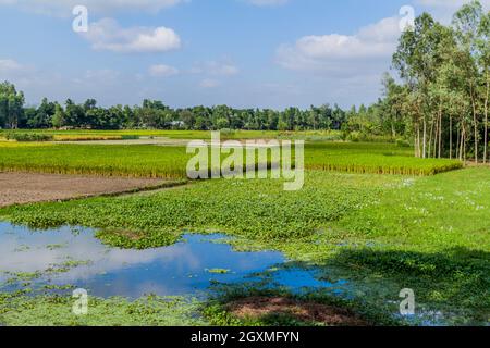 Reisfelder in der Nähe von Bogra, Bangladesch. Stockfoto