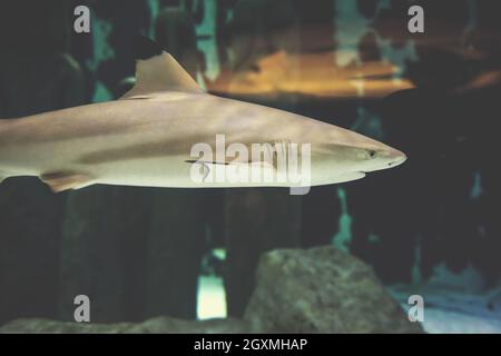 Schwarzspitzen Riffhai schwimmen im großen tropischen Aquarium Stockfoto