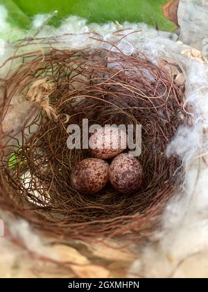 Nahaufnahme eines Bulbul-Nestes und der Eier, Neu-Delhi, Indien Stockfoto