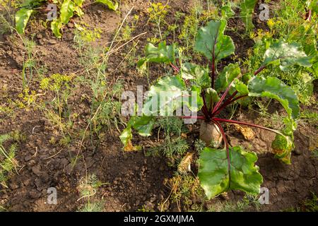 Im Garten eines Landhauses im Dorf wächst eine Rote Bete. Stockfoto