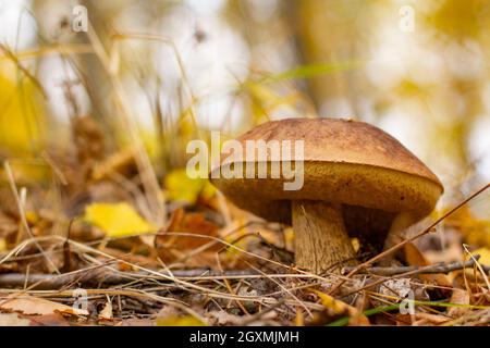 Ein essbarer Pilz wächst im Wald an einem frühen herbstlichen bewölkten Morgen. Stockfoto