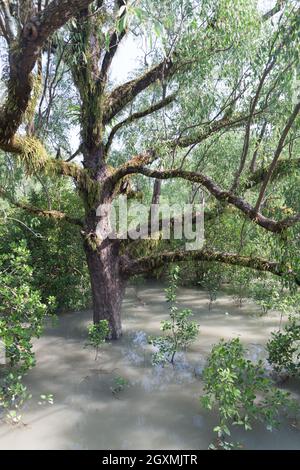 Überfluteter Wald am Hiron Point in Sundarbans, Bangladesch. Stockfoto