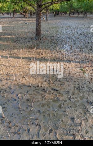 Atmende Wurzeln in Sundarbans, Bangladesch Stockfoto