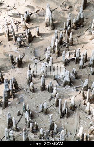 Atmende Wurzeln in Sundarbans, Bangladesch Stockfoto