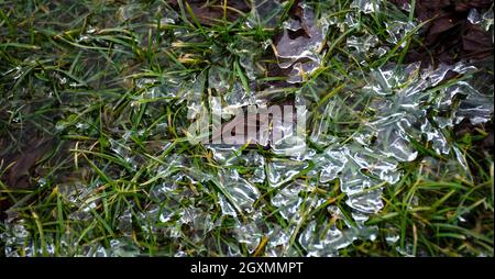 Glitzernde Eisstücke auf dem grünen Gras. Frühlingshintergrund mit Reim auf jungen Grüns. Schmelzendes Eis auf dem Boden. Junges Gras bricht durch das ic Stockfoto