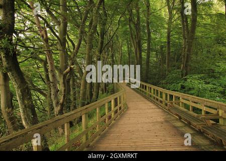 Szene an Moens Klint, Dänemark. Stockfoto