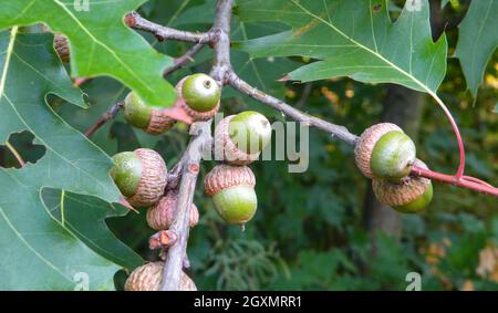 Grüne Eicheln und Eichenblätter aus der Nähe auf einem Ast. Hintergrund mit der Natur in weichen natürlichen Farben, selektiver Fokus. Stockfoto