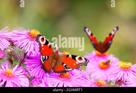 Berlin, Deutschland. Oktober 2021. 03.10.2021, Berlin. Zwei Pfauenschmetterlinge (Aglais io, Inachis io, Nymphalis io) sitzen auf den rosa Blüten eines Asters auf der Suche nach Nektar. Quelle: Wolfram Steinberg/dpa Quelle: Wolfram Steinberg/dpa/Alamy Live News Stockfoto