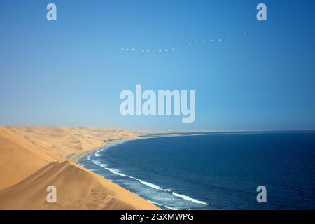 Die große Flamingoschar, Phoenicopterus roseus, fliegt über die Küste von Sandwich Harbour und die Dünen der Namib-Wüste, Walvis Bay, Namibia Stockfoto