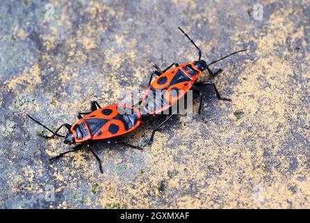 Berlin, Deutschland. April 2021. 11.04.2021, Berlin. Zwei Feuerwanzen (Pyrrhocoris apterus) paaren sich auf einem Stein. Quelle: Wolfram Steinberg/dpa Quelle: Wolfram Steinberg/dpa/Alamy Live News Stockfoto
