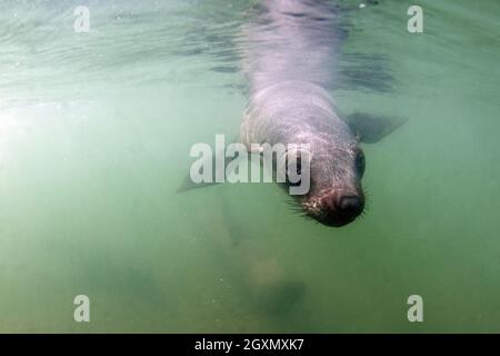 Unterwasseransicht von Kappelzrobben, Arctocephalus pusillus, Pelican Point, Walvis Bay, Namibia Stockfoto