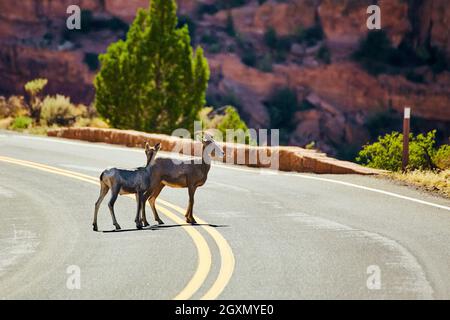 Zwei Ziegen überqueren eine kurvige Straße im Wüstenschlucht Stockfoto