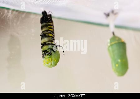 Monarch Raupe, Danaus plexippus, in dem Prozess der Verpuppung in eine Chrysalis innerhalb eines Schmetterlingskäfigs. Kansas, USA. Stockfoto