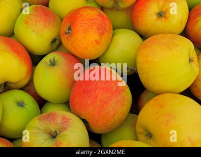 Apfel 'James Grieve', Hofladen, Äpfel, Malus domestica, Obst, Essbare, gesunde Ernährung Stockfoto