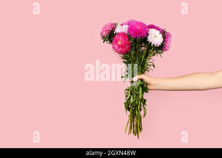 Ein großes Bouquet von schönen rosa und weißen Astern in der Hand isoliert auf rosa Hintergrund. Blumenstrauß im Herbst. Banner mit Kopierbereich. Astern Stockfoto
