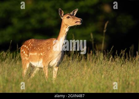 Dama dama, Damhirsch, ruft im Sommersonnenlicht auf grüner Wiese. Gefleckte Hinterbeine, die auf Grasland mit offenem Mund im Sonnenlicht steht. Beleuchtete Buchse Stockfoto