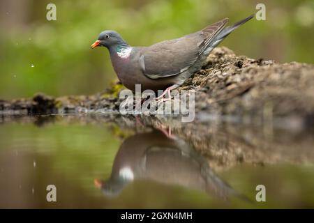 Gewöhnliche Holztaube, columba palumbus, stehend auf dem Boden mit Spiegelung im Wasser. Grauer Vogel, der sich am Flussufer über die Oberfläche lehnt. Gefiedertes Tier in su Stockfoto