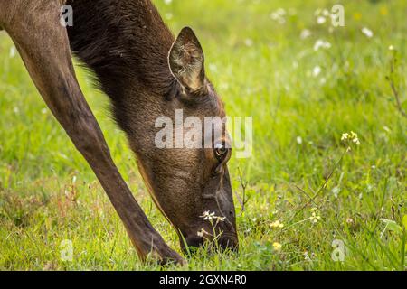 Porträt eines weidenden Hirsches im Redwood-Wald Stockfoto