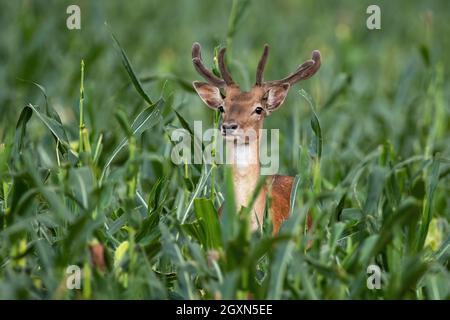 Damwild, dama dama, steht in Mais in der sommerlichen Natur. Wilder Hirsch mit Samtgeweih, der auf dem Bauernhof schaut. Braunes Säugetier, das auf f aus dem Erntegut guckt Stockfoto