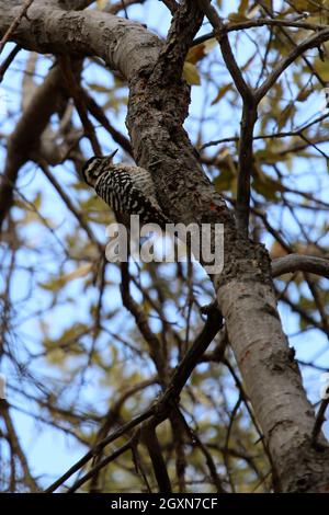 Specht Aus Den Davis Mountains Stockfoto