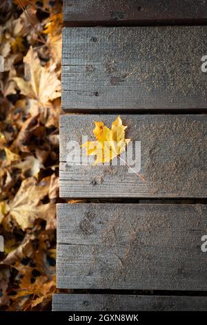 Herbstzusammensetzung, Herbstsaison. Gelbes trockenes Ahornblatt auf braunen rustikalen Holzbrettern über der Draufsicht. Stockfoto