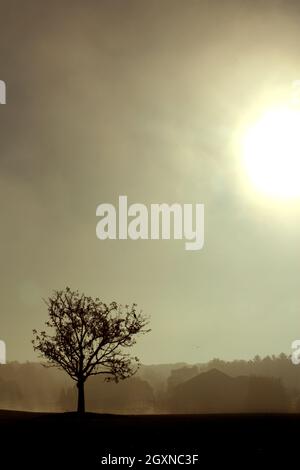 Ein sterbender Baum wird durch rauchiges gelbes Licht silhouettiert Stockfoto