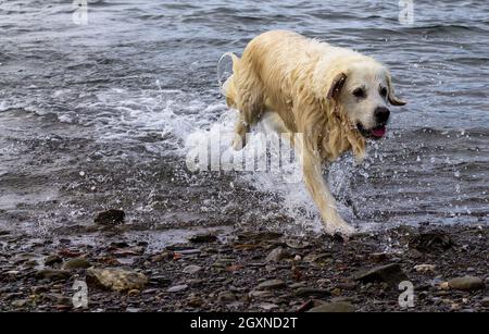 Golden Retriever Hund am Meer Stockfoto