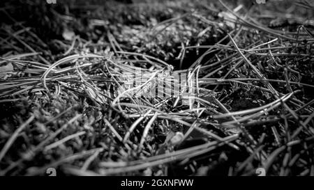 Schwarz und weiß Nahaufnahme von Kiefernnadeln, Moos und Blättern auf dem Boden im Wald. Stockfoto