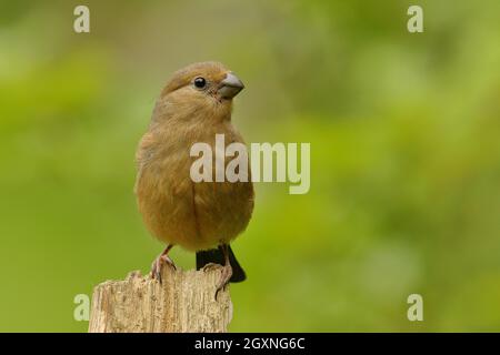 Eurasischer Gimpel (Pyrrhula pyrrhula), junger Vogel, auf Totholz sitzend, Nordrhein-Westfalen, Deutschland Stockfoto