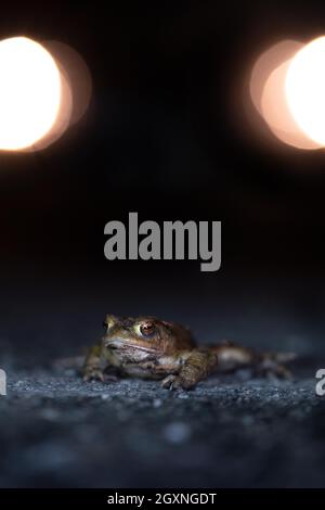 Kröte (Bufo bufo), Straßenüberquerung, Auto im Hintergrund, Nachtaufnahme, Velbert, Nordrhein-Westfalen, Deutschland Stockfoto