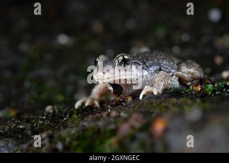 Gewöhnliche Hebammenkröte (Alytes Geburtshelfer), sitzend auf dem Boden am Wegrand, Nachtaufnahme, Velbert, Nordrhein-Westfalen, Deutschland Stockfoto