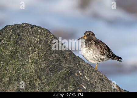 Purple Sandpiper Calidris maritima Einvögel brüllend bei Flut, Norfolk, Großbritannien Stockfoto