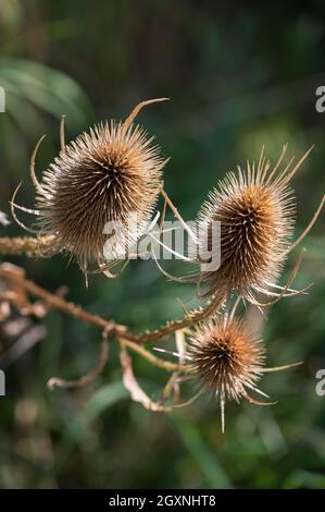 Webercardoon (Dipsacus sativus (L.) Cardoondistel, Bayern, Deutschland Stockfoto